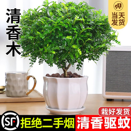 正宗清香胡椒木盆栽绿植驱蚊草花卉植物室内树苗九里香老桩盆景