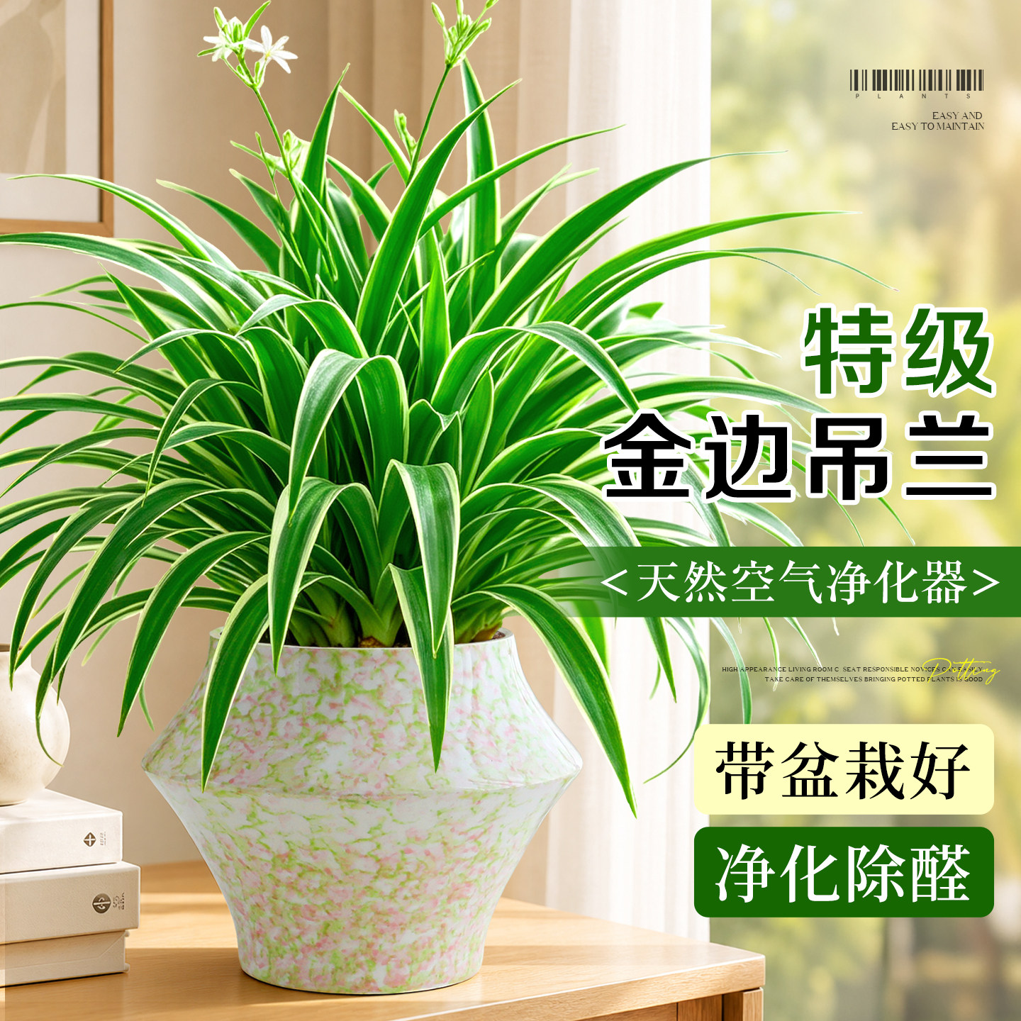 特级金边吊兰盆栽绿植室内客厅桌面除醛花卉净化空气耐阴好养植物