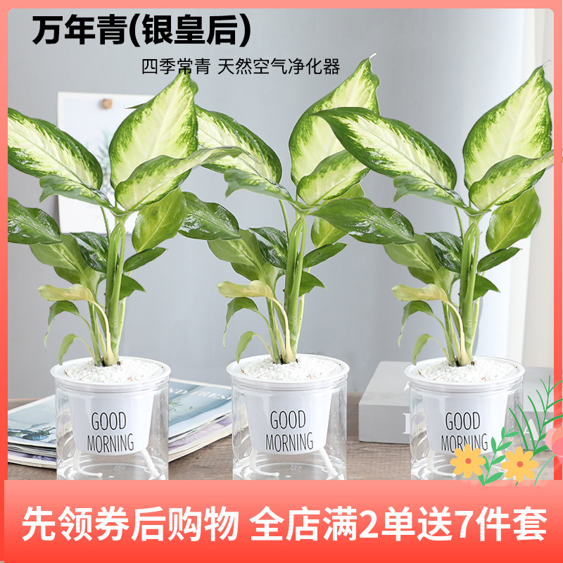 万年青银皇后植物盆栽办公室净化空气绿植花卉室内观叶水培植物