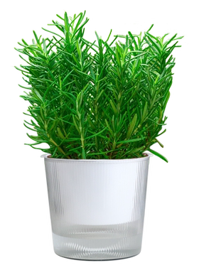 迷迭香盆栽四季常青水培植物
