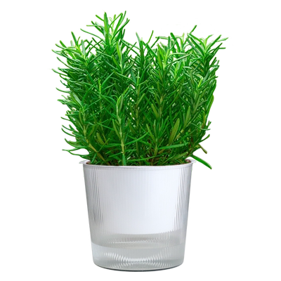 迷迭香盆栽四季常青水培植物