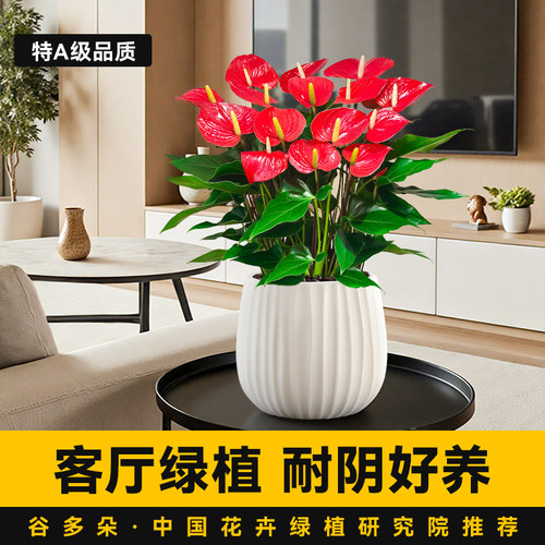 客厅绿植红掌盆栽室内白掌旺宅