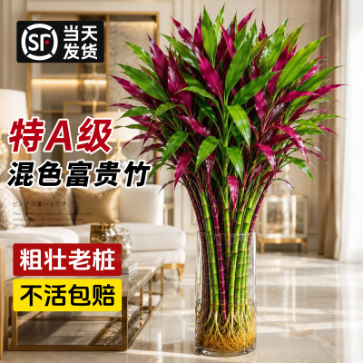 【鸿运富贵竹】水培超大粗杆落地