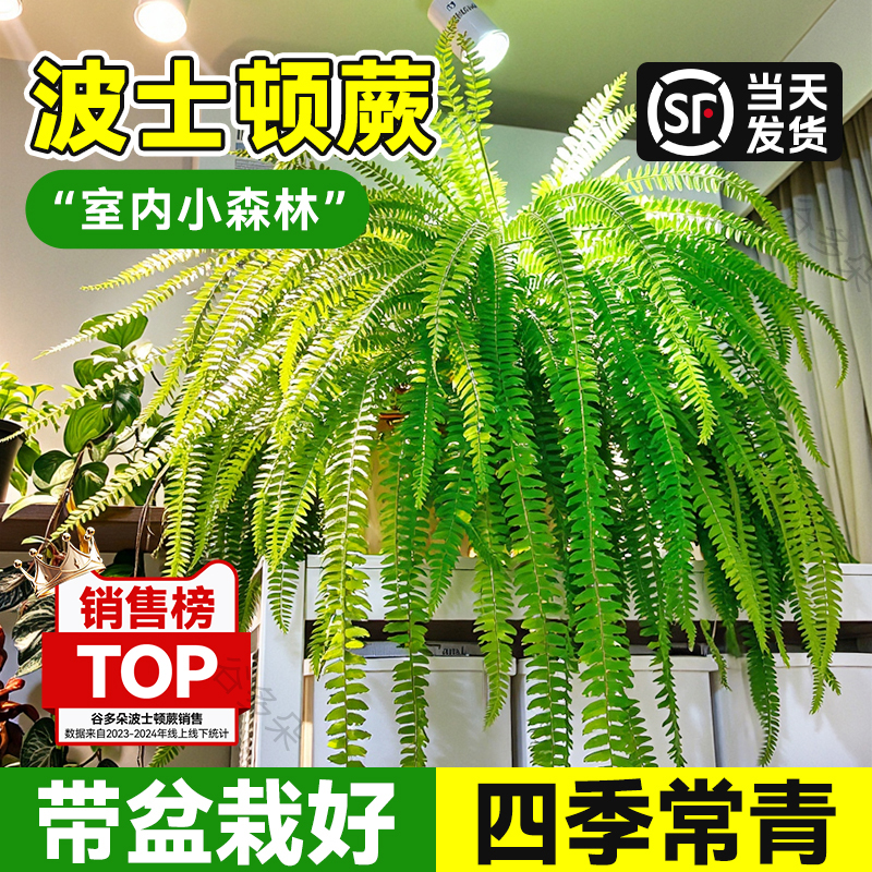 波士顿蕨盆栽吊盆霸王蕨类绿植