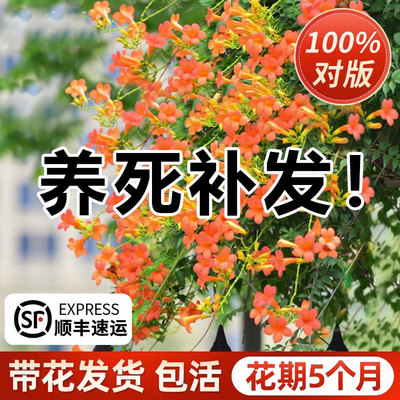耐寒凌霄花苗爬藤植物四季常青