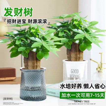 发财树绿植小盆栽花卉盆景客厅办公室内水培招财植物四季好养易活