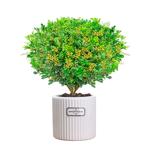 米兰花盆栽植物花卉室内四季常青带花苞浓香好养老桩盆景驱蚊绿植