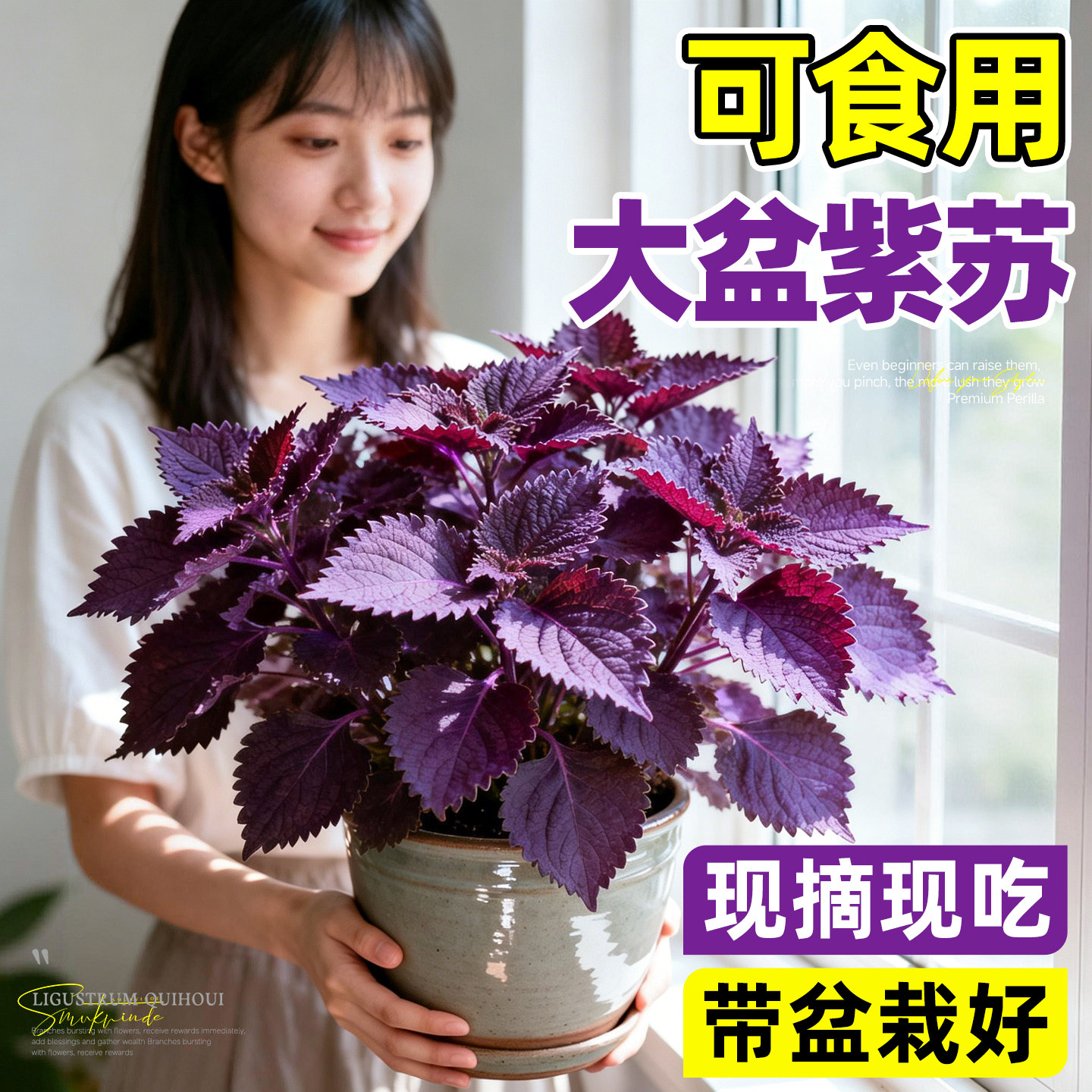 可食用紫苏盆栽薄荷叶新鲜即食好养绿植厨房迷迭香料香草驱蚊植物