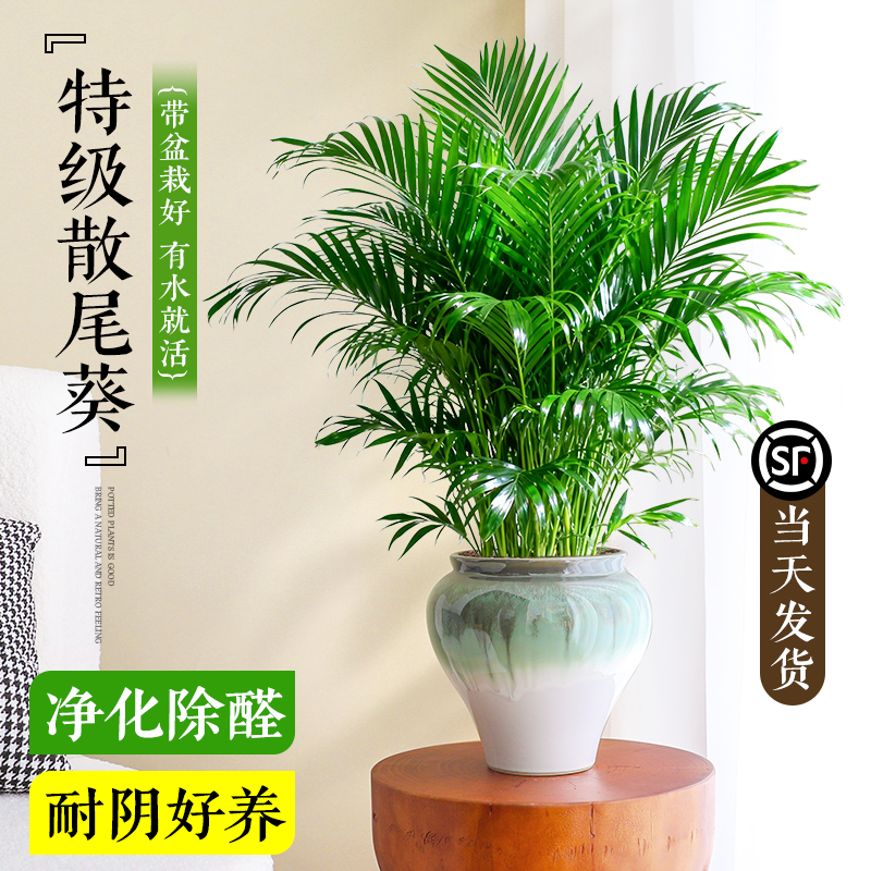 特级大盆散尾葵富贵椰子室内绿植
