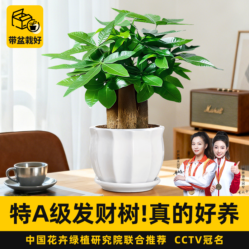 发财树盆栽绿植室内好养耐阴旺宅