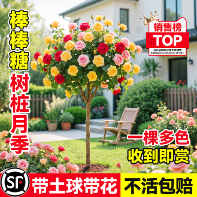 【多色】棒棒糖树桩月季花苗老桩