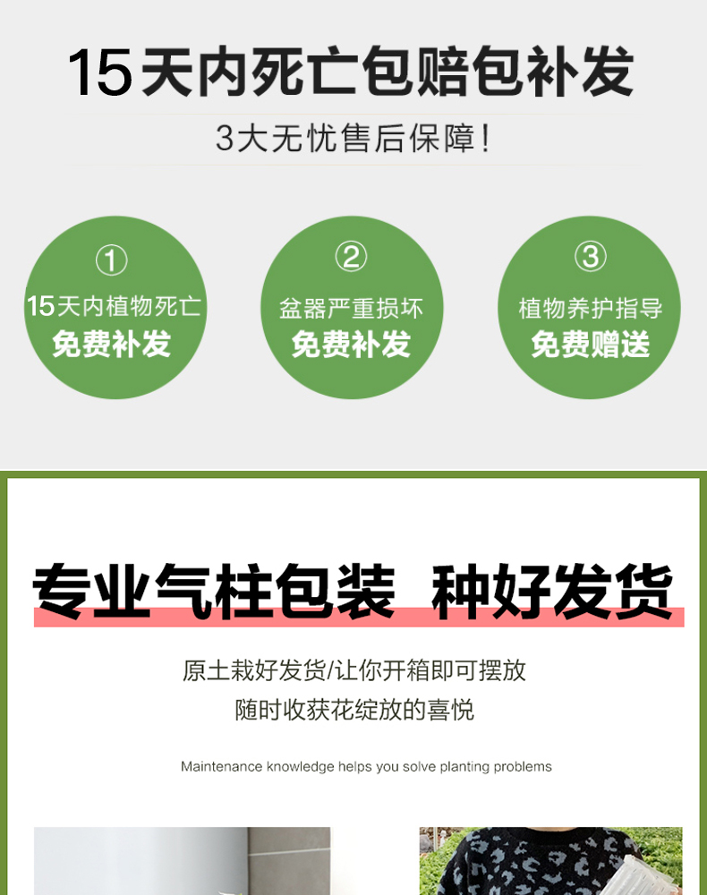 桂花树苗盆栽植物四季开花浓香好养阳台室内外花卉小绿植盆景月桂