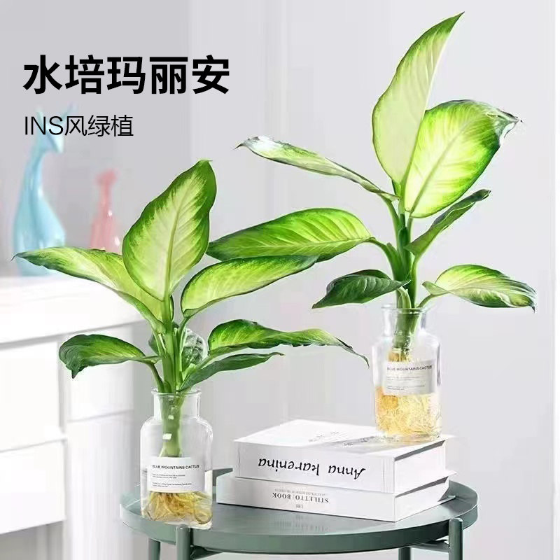 水培玛丽安植物室内好养盆栽万年青银皇后办公室桌面四季常青绿植