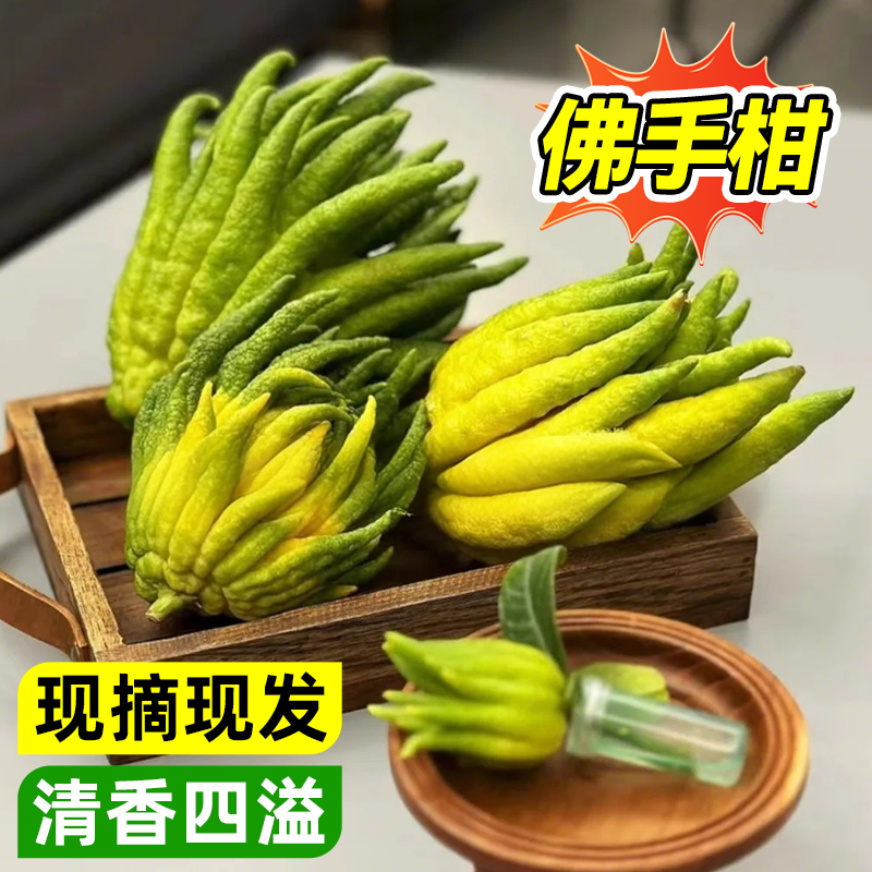 佛手柑新鲜室内佛手瓜水培绿植闻香桌面观赏盆栽大果天然香薰植物