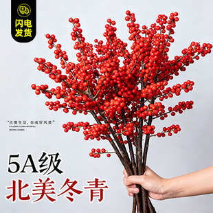 北美冬青红果水培鲜花新年盆栽室内鲜切银柳真花鲜枝年宵花卉水养
