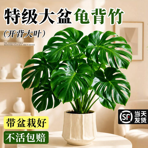 【开背大叶】特级龟背竹室内好养