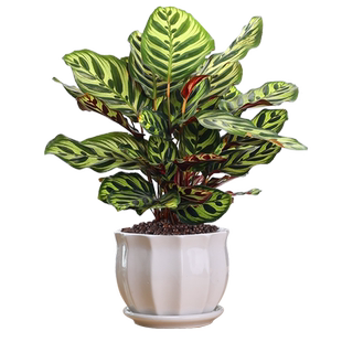 孔雀竹芋盆栽花卉办公室内好养植物净化空气四季长青客厅桌面绿植