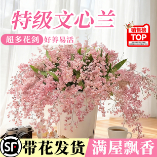 浓香文心兰梦香兰带花苞盆栽绿植室内客厅桌面花卉好养活水培香水