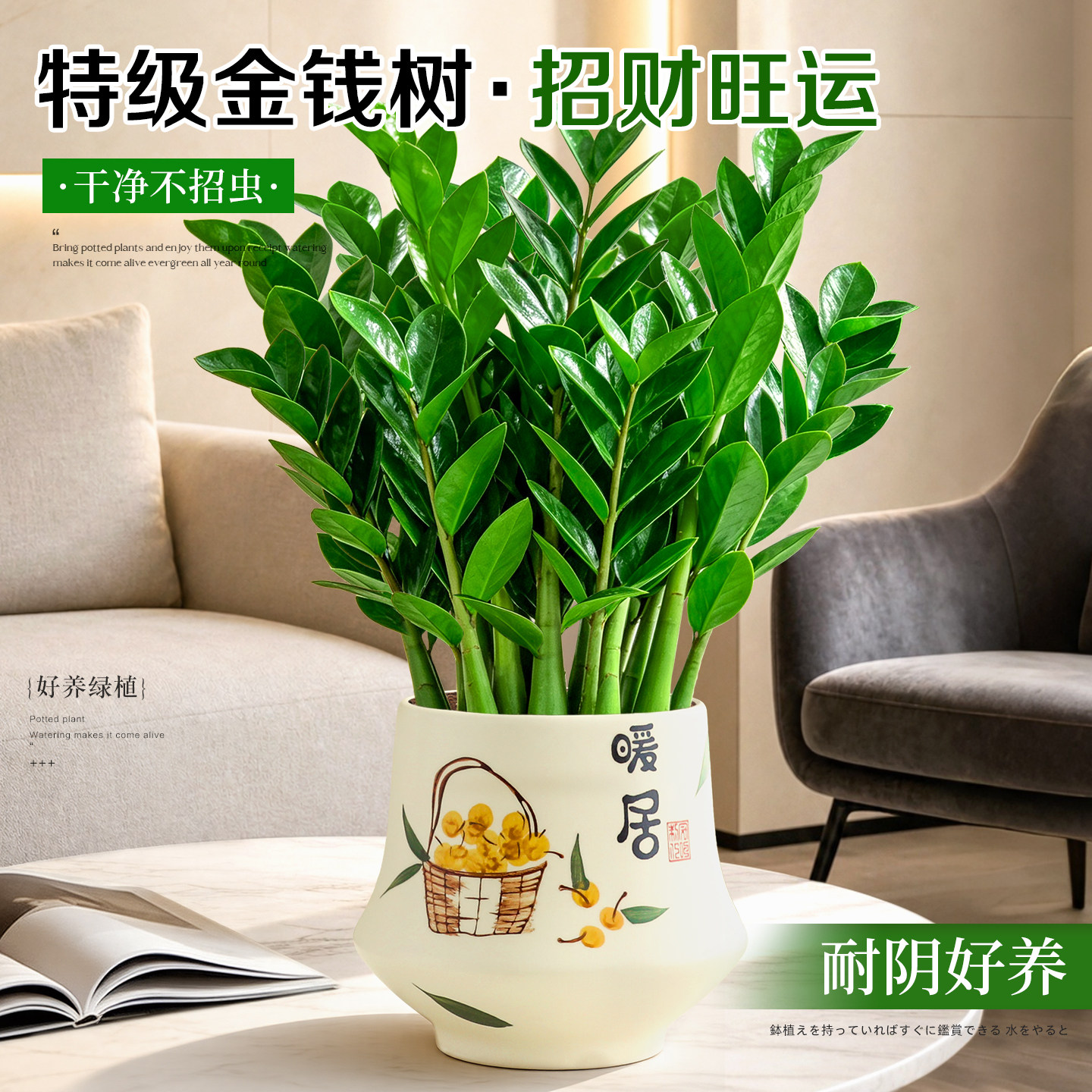 金钱树盆栽客厅办公室招财好养活植物旺宅花卉净化除醛摇钱树绿植