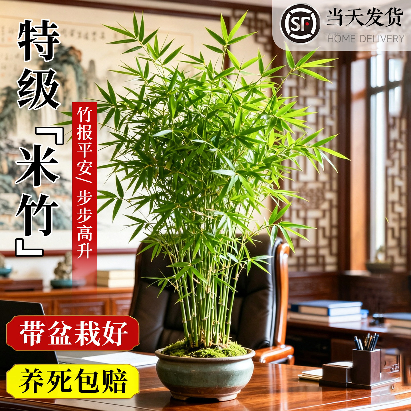 米竹竹子盆栽办公室内客厅大绿植桌茶桌盆景耐阴植物凤尾竹观音竹