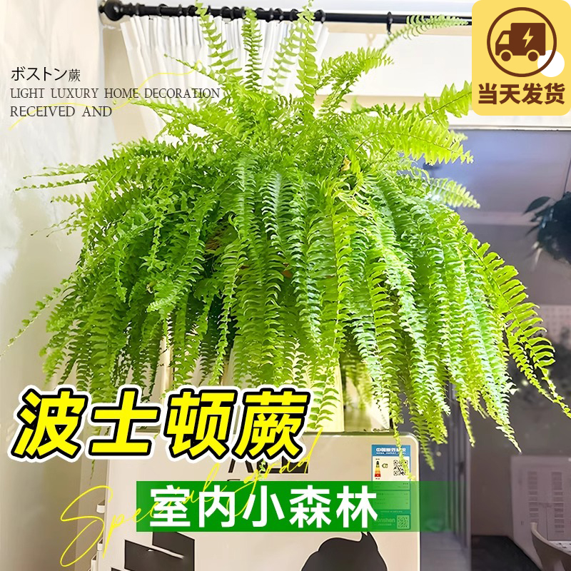波士顿蕨盆栽吊盆霸王蕨类高级感
