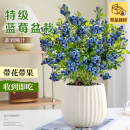 常青结果南北可种植 蓝莓盆栽带果发货阳台室内树果苗绿植好养四季