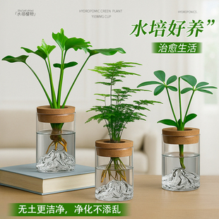 水培绿植物室内文竹小盆栽干净好养花卉办公桌面盆景摆件新房客厅