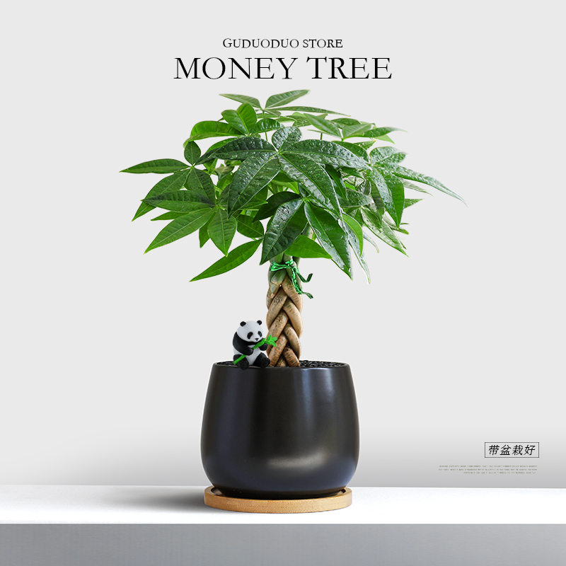 发财树盆栽室内客厅绿植桌面好养