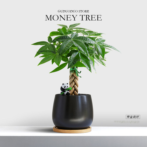 发财树盆栽室内客厅绿植桌面好养