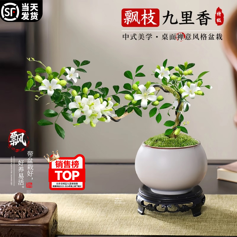 飘枝九里香老桩盆栽悬崖桌面盆栽