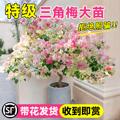 【带花三角梅】盆栽四季开花绿植