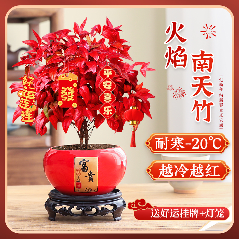【耐寒绿植】火焰南天竹好养盆栽