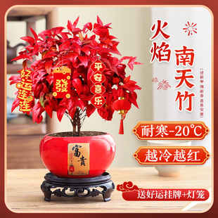 火焰南天竹绿植盆栽室内花卉旺宅办公桌面招财耐寒好养净化空气