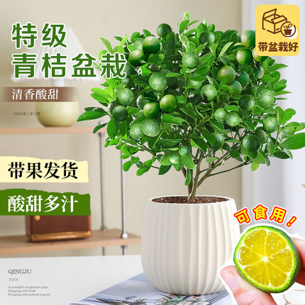 海南小青桔盆栽小青柠树苗绿植室内果树苗四季带果金桔柠檬橘子树