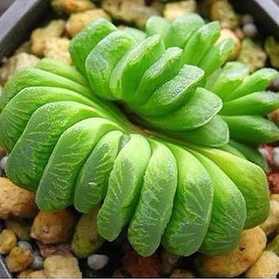 玉扇多肉植物玉露系列花卉盆栽绿植办公室桌面好养活喜阴凉防辐射