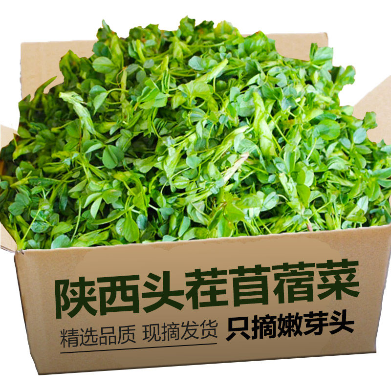 新鲜苜蓿菜头茬现摘正宗蔬菜当季食用山野菜苜蓿芽苜蓿草只摘嫩头,水产肉类/新鲜蔬果/熟食,叶菜类,淘宝优惠券,粉丝福利购,淘宝优惠卷
