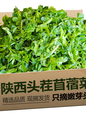 新鲜苜蓿菜头茬现摘正宗蔬菜当季食用山野菜苜蓿芽苜蓿草只摘嫩头