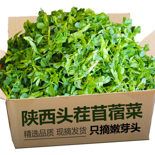 新鲜苜蓿菜头茬现摘正宗蔬菜当季食用山野菜苜蓿芽苜蓿草只摘嫩头