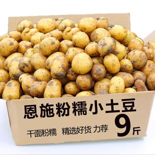 新鲜恩施小土豆迷你现挖黄心土豆洋芋农家自种蔬菜马铃薯现挖现发