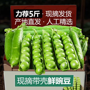 云南豌豆带壳新鲜现摘青豆角粒农家蔬菜水果甜豆荚嫩当季整箱包邮
