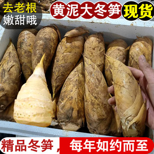 2025现挖新鲜冬笋5斤新鲜毛竹笋鲜笋竹笋鲜大毛笋新鲜春笋嫩笋尖A