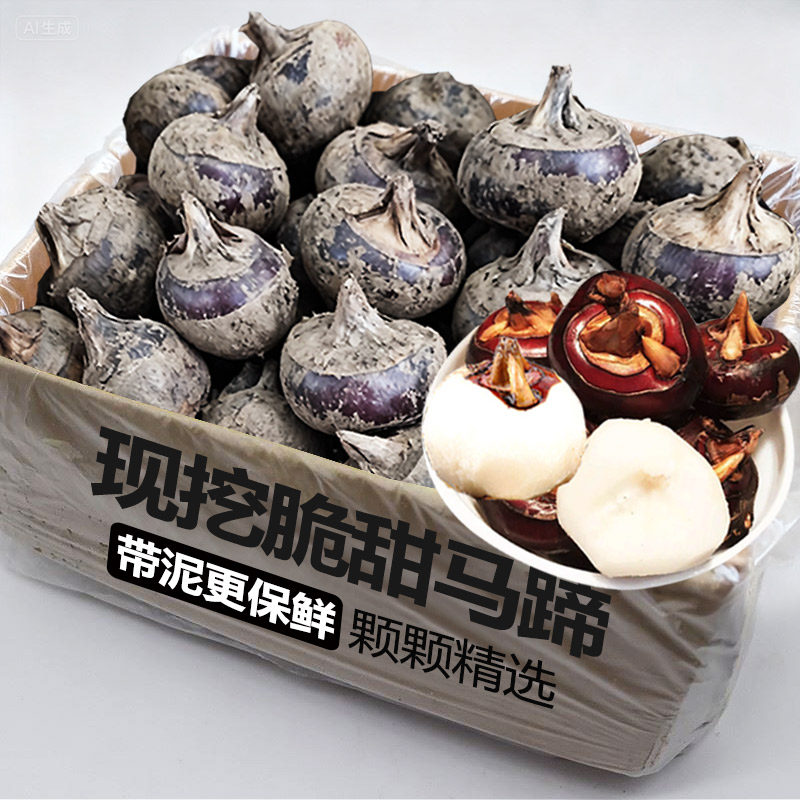 现挖马蹄新鲜荸荠脆甜多汁应当季水果蔬菜现挖马蹄莲脆地栗梨饽荠