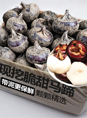 现挖马蹄新鲜荸荠脆甜多汁应当季水果蔬菜现挖马蹄莲脆地栗梨饽荠
