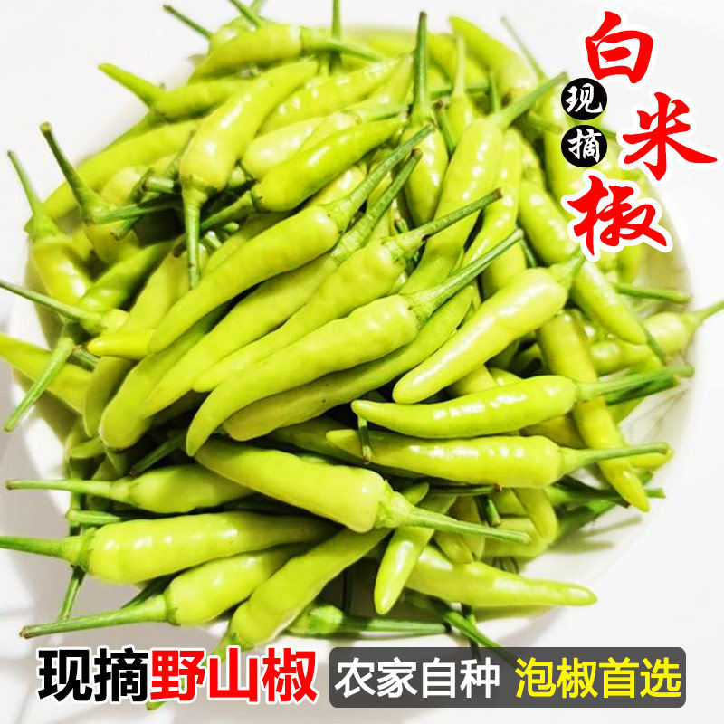 野山椒白色白米辣椒现摘小米辣椒新鲜做泡椒米椒朝天椒超辣指天椒