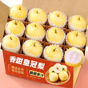 新上市正宗皇冠梨脆甜新鲜当季高级水果原产地果园现发9斤包邮