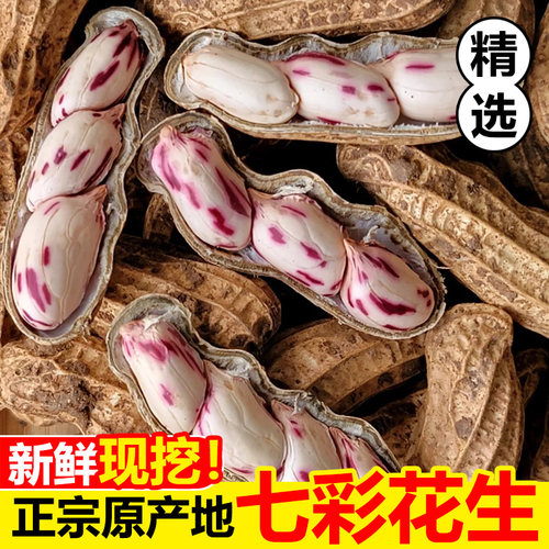 七彩花生新鲜现挖云南带壳新货香甜原味整箱水果湿花生可水煮包邮