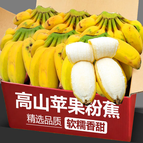 现摘苹果蕉正宗香蕉新鲜水果苹果粉蕉自然熟应当季小米芭蕉香焦甜