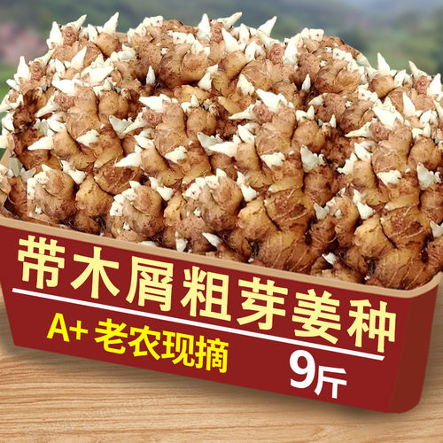 小黄姜姜种2斤，送肥料！