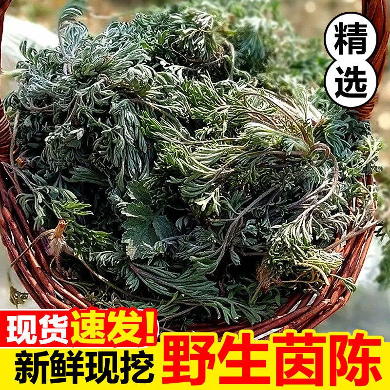 野生茵陈秦岭新鲜现挖应季绵茵陈正宗原产地白蒿嫩芽野菜顺丰包邮