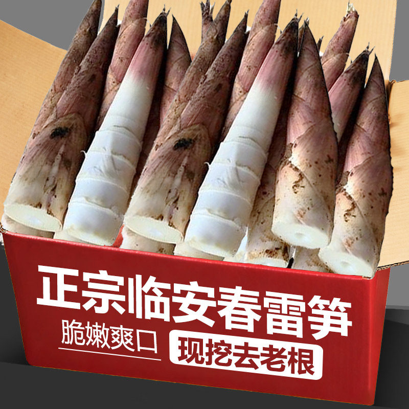 临安天目雷笋新鲜现挖高山笋尖鲜嫩油焖笋整箱农家菜竹笋春笋包邮